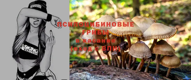 MEGA сайт  Кириллов  Галлюциногенные грибы Psilocybine cubensis 